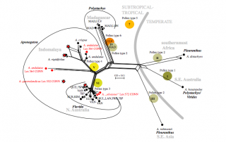 Review of Palaeobotany and Palynology