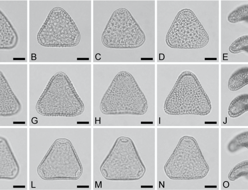 Pollen morphology of the African Sclerosperma (Arecaceae) – 2019