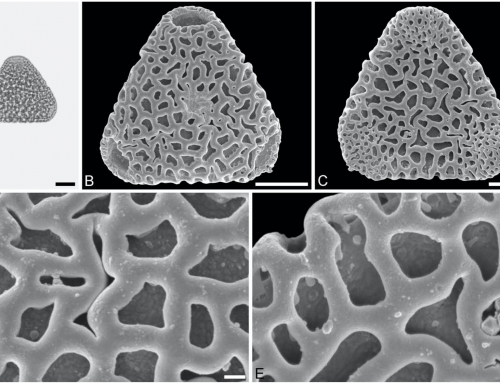 Sclerosperma fossils from the late Oligocene of Chilga, north-western Ethiopia – 2019