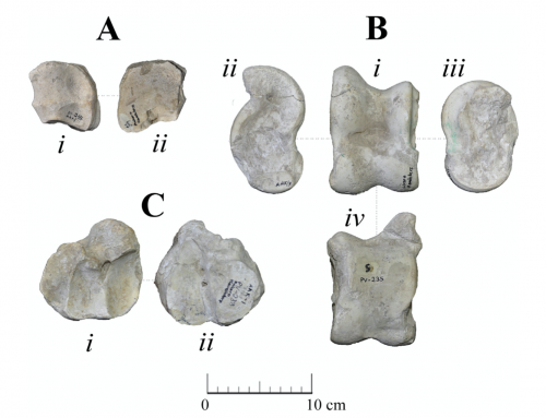 Fossil Giraffidae (Mammalia, Artiodactyla) from the early Turolian of Kavakdere (Central Anatolia, Turkey) – 2019