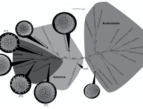 Origin and divergence of Afro-Indian Picrodendraceae: linking pollen morphology, dispersal modes, fossil records, molecular dating and paleogeography – 2019